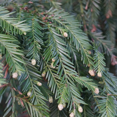 Sequoia sempervirens (10)